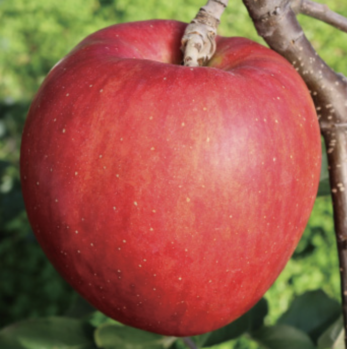 Phân biệt các loại táo ở Nhật